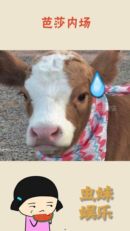 娱乐吃瓜君抖音,娱乐吃瓜君带你揭秘娱乐圈最新瓜料!